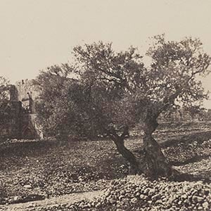 Jerusalem, Herod's Gate, with Trees