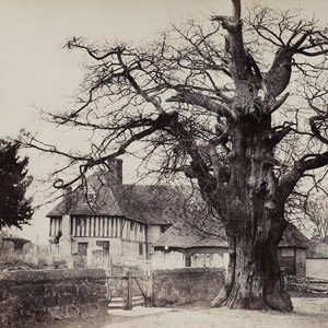 The Church Oak, Church of St. Laurence, Hamkhurst